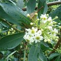 Drimys winteri 2